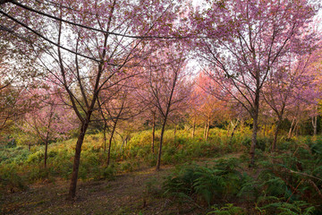 Fototapeta na wymiar Morning sunrise branch with pink sakura blossoms in Phu Lom Lo,L
