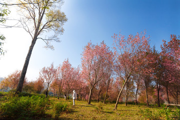 Fototapeta premium Morning sunrise branch with pink sakura blossoms in Phu Lom Lo,L