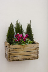 South Italy, box of flowers mounted on the wall