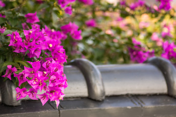 Beautiful bougainvillea flower