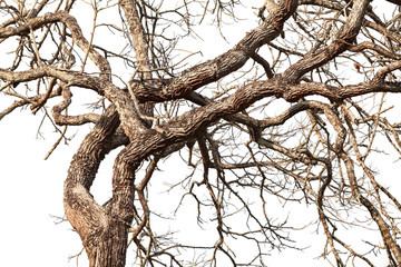 Tree twigs with bare trunks and branches