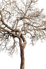 Tree twigs with bare trunks and branches..