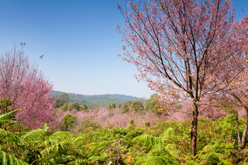 Fototapeta premium Sakura flowers blooming blossom in PhuLomLo Loei Province, Thail