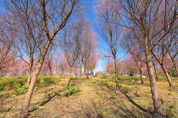 Obraz premium Sakura flowers blooming blossom in PhuLomLo Loei Province, Thail