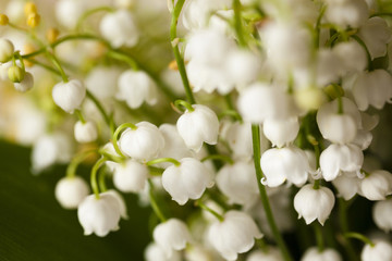 Lily of the valley close-up  