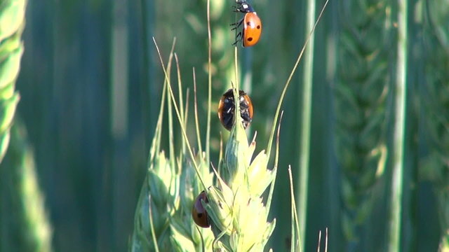 Three red and black ladybugs crawling on wheat ear in summer on sunny day