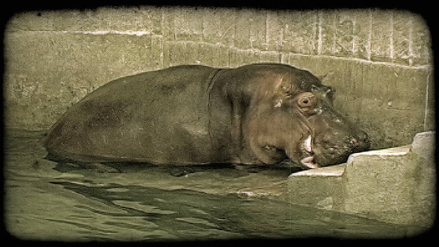 Hippo leaves water. Vintage stylized video clip.
