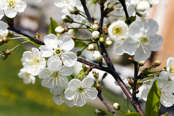 cherry blossom ,  spring  