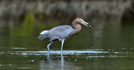 Little Blue Heron (Egretta caerulea) fishing