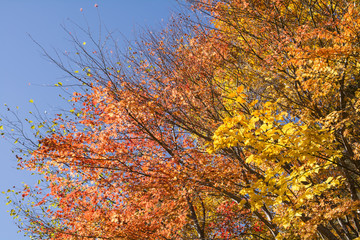 安曇のウリハダカエデとコミネカエデの紅葉