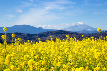 菜の花と富士山
