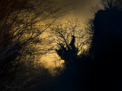 Mysterious misty woodland, evening light.