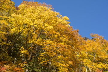 安曇のヤシャブシの木他の黄葉