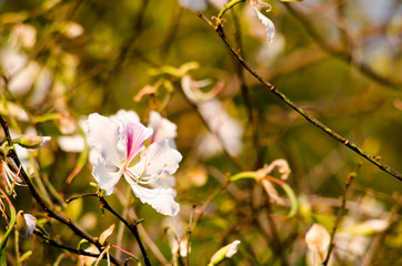 Bauhinia variegata flower