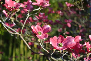Obraz premium dogwood flowers