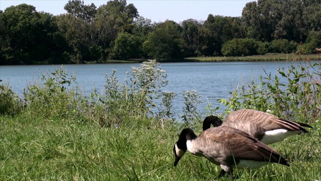Lame goose search for food in the grass at small lake. The film was shot in middle September at small lake in sunny day.