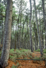 Tall trees in forest