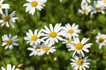 Obraz na płótnie Canvas white daisy flowers.