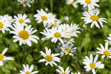 Obraz na płótnie Canvas white daisy flowers.