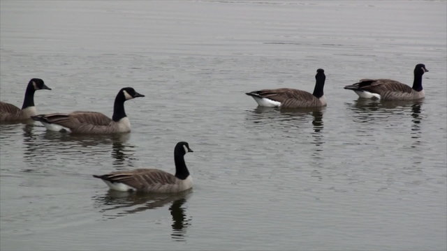 Swimming geese in lake 2.