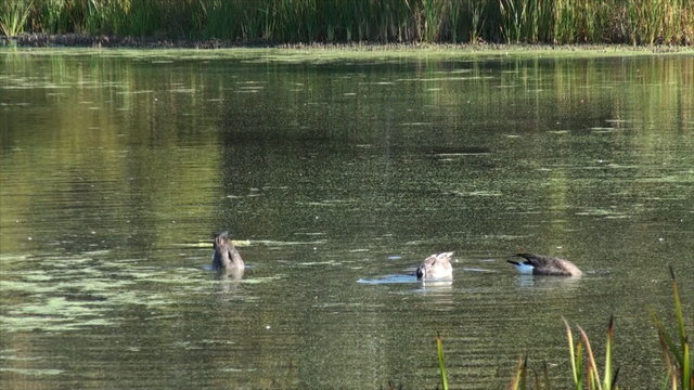 Three diving geese at small lake.