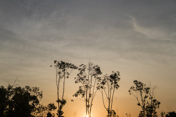 Fototapeta na wymiar Beautiful of sunset with tree