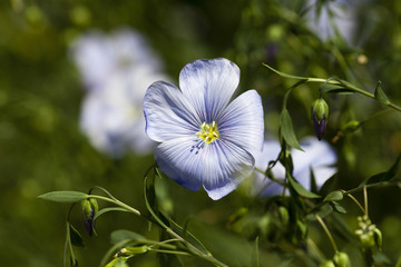 Flower of flax  