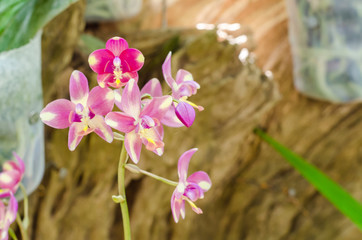 orchid flower in gardan park