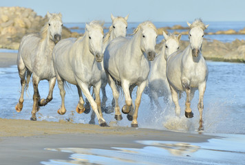 Herd of White Camargue Horses running on the water .