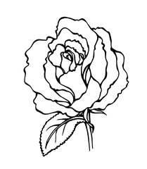 Vector of hand draw rose flower 
