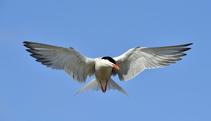 Fototapeta na wymiar Adult common tern in flight on the blue sky background. Blue Sky background