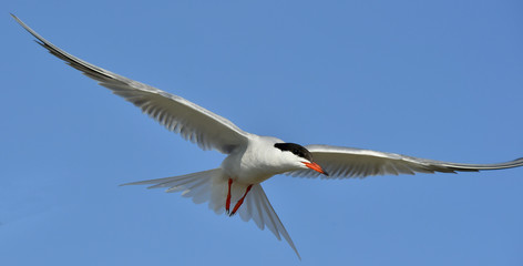 Obraz premium Adult common tern in flight on the blue sky background. Blue Sky background