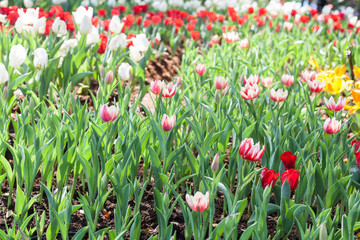 colorful of tulips flowers field .selective focus.