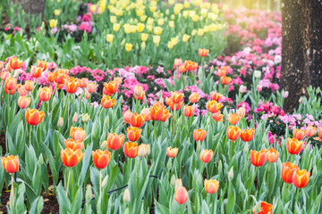 colorful of tulips flowers field .selective focus.