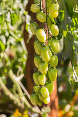 Fresh yellow tomatoes on the plant