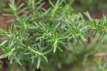 Fresh rosemary herb growing