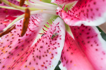 close up beautiful pink lily flower