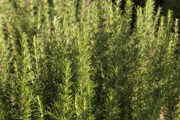 Fresh rosemary herb growing