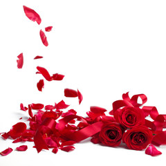 Red roses and rose petals on white background