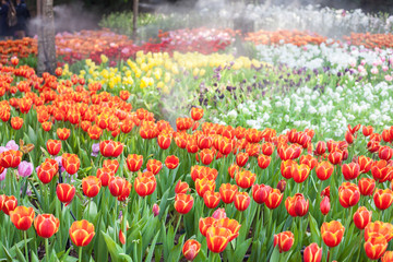 Tulip field in the mist.selective focus.