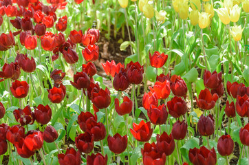 tulip field in beautiful garden