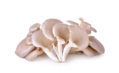 oyster mushrooms  on  white background