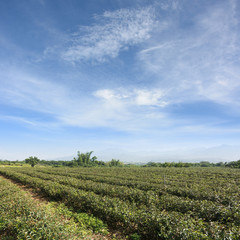 Fototapeta na wymiar tea farm