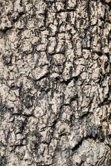 Old Wood Tree bark Texture Background Pattern