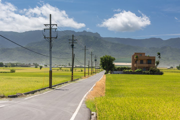 Fototapeta na wymiar Rural scenery with golden paddy