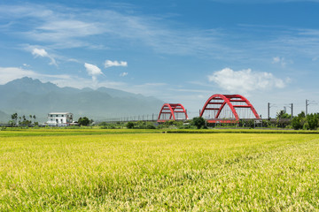 Rural scenery with golden paddy