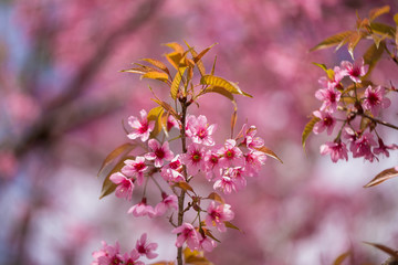 Closeup of Wild Himalayan Cherry