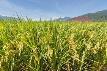 Rural scenery with golden paddy
