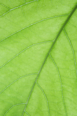 Closeup of macro leaf texture