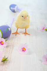 Yellow chicken and easter eggs